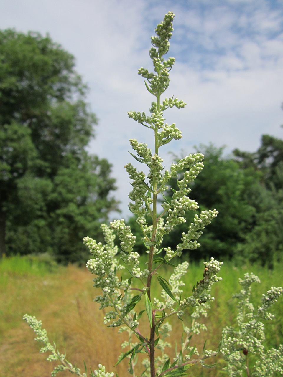 artemisia-vulgaris-848743-1280.jpg