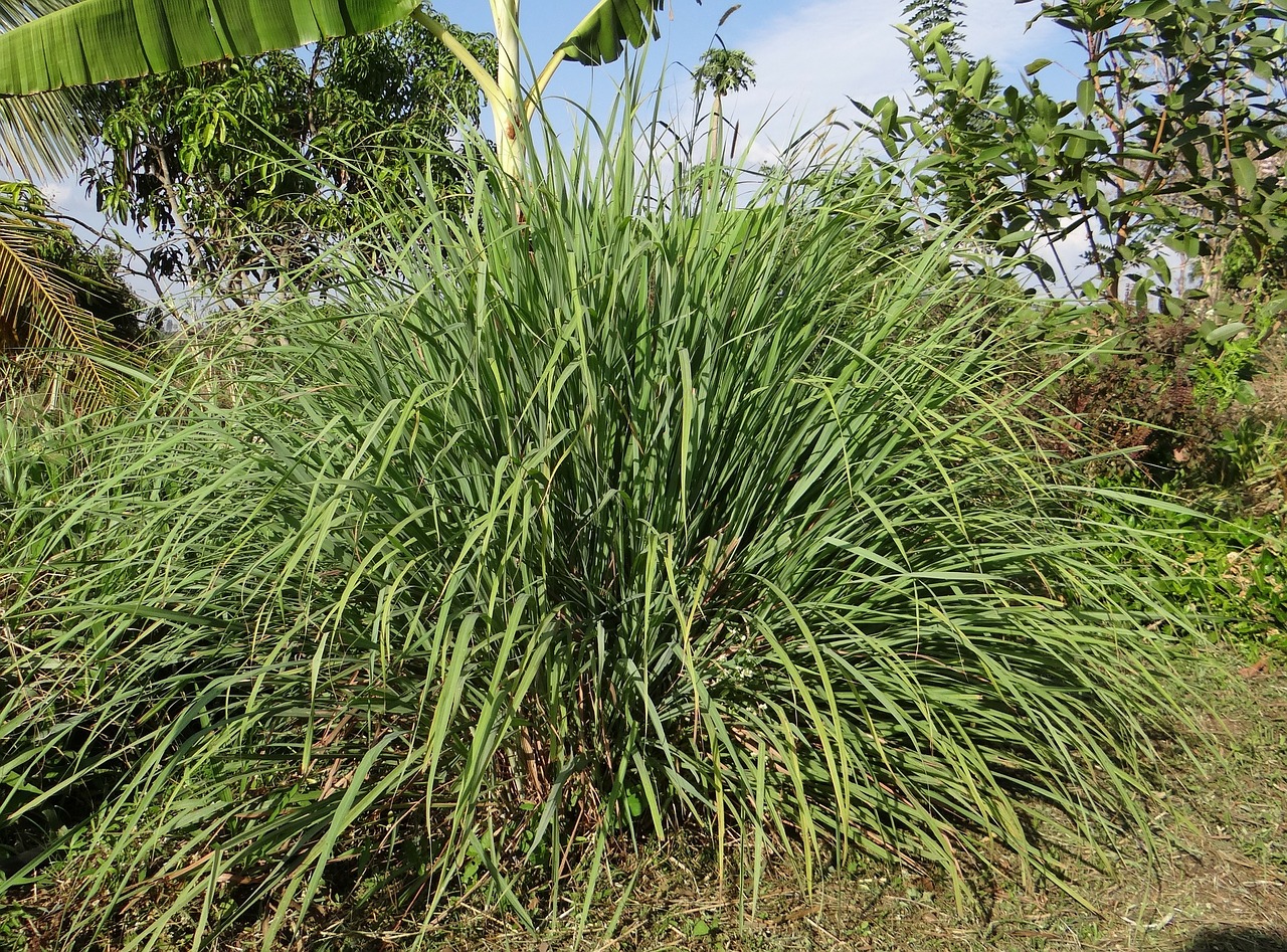 cymbopogon-272641-1280.jpg