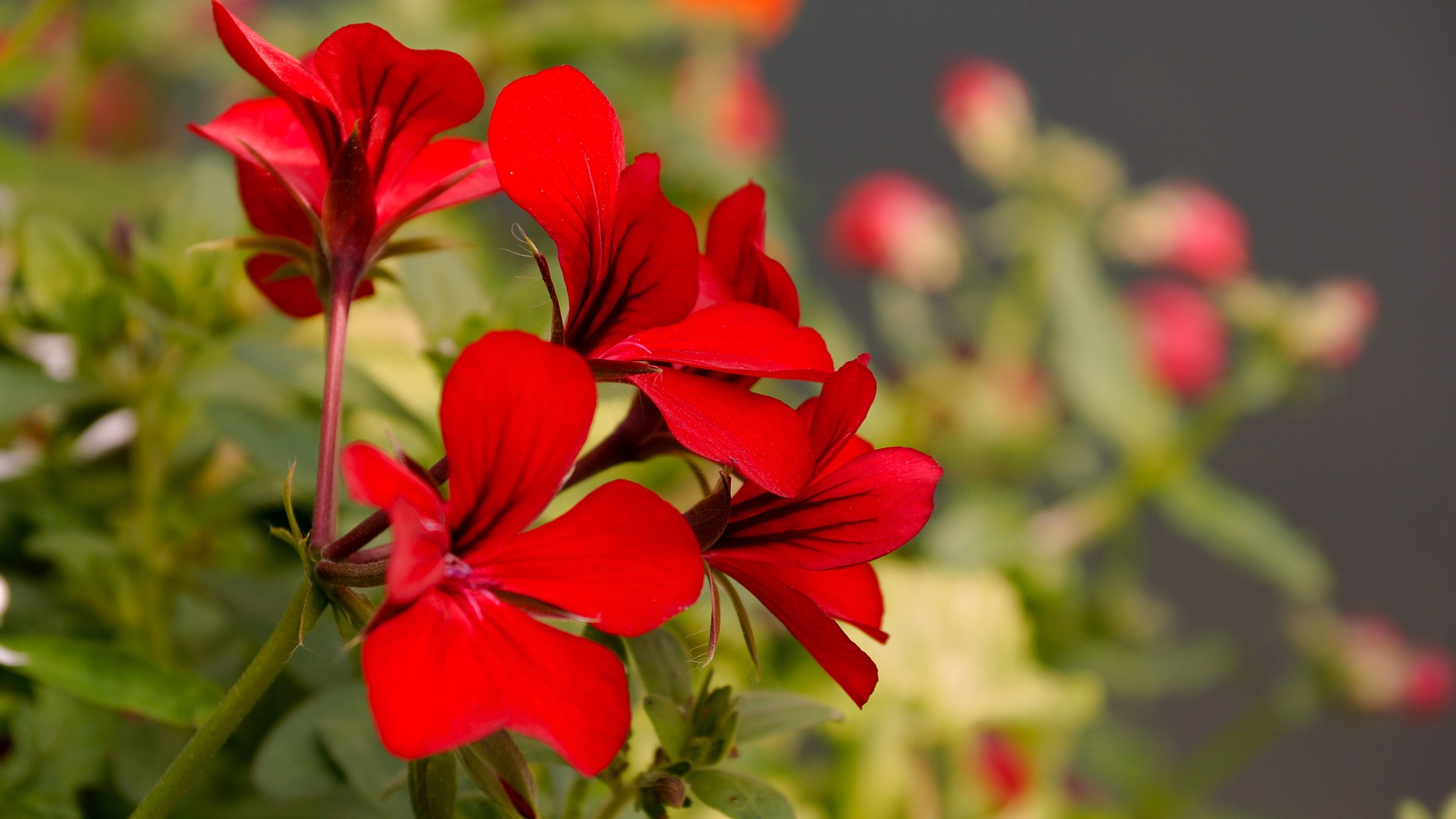 geranium-780373-1920.jpg