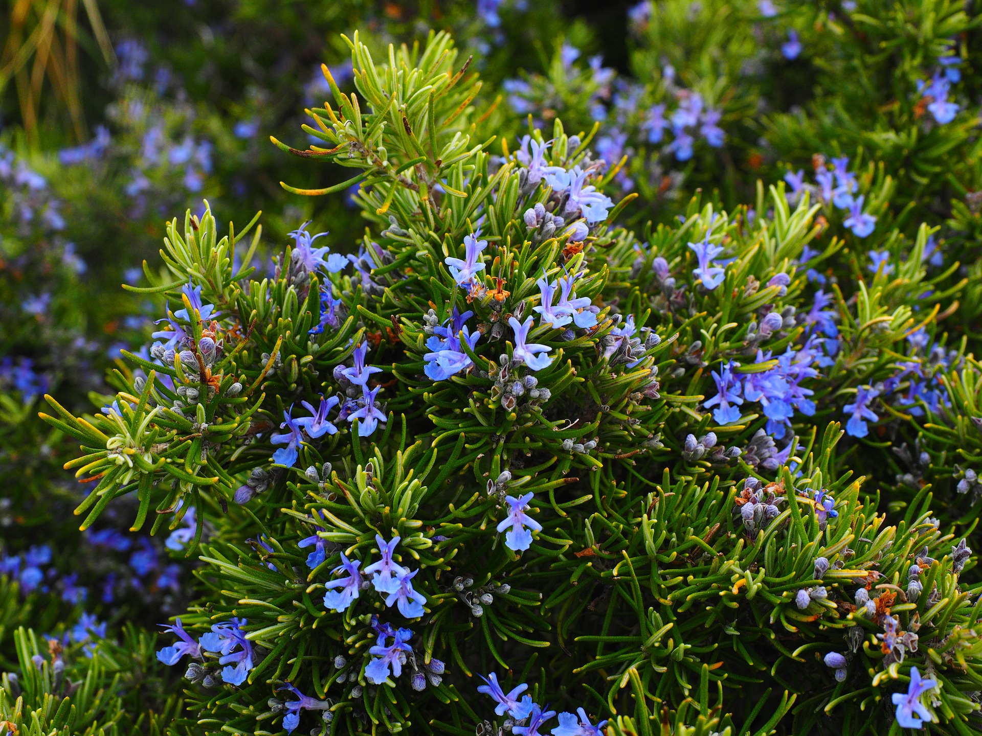 rosemary-1090419-1920.jpg