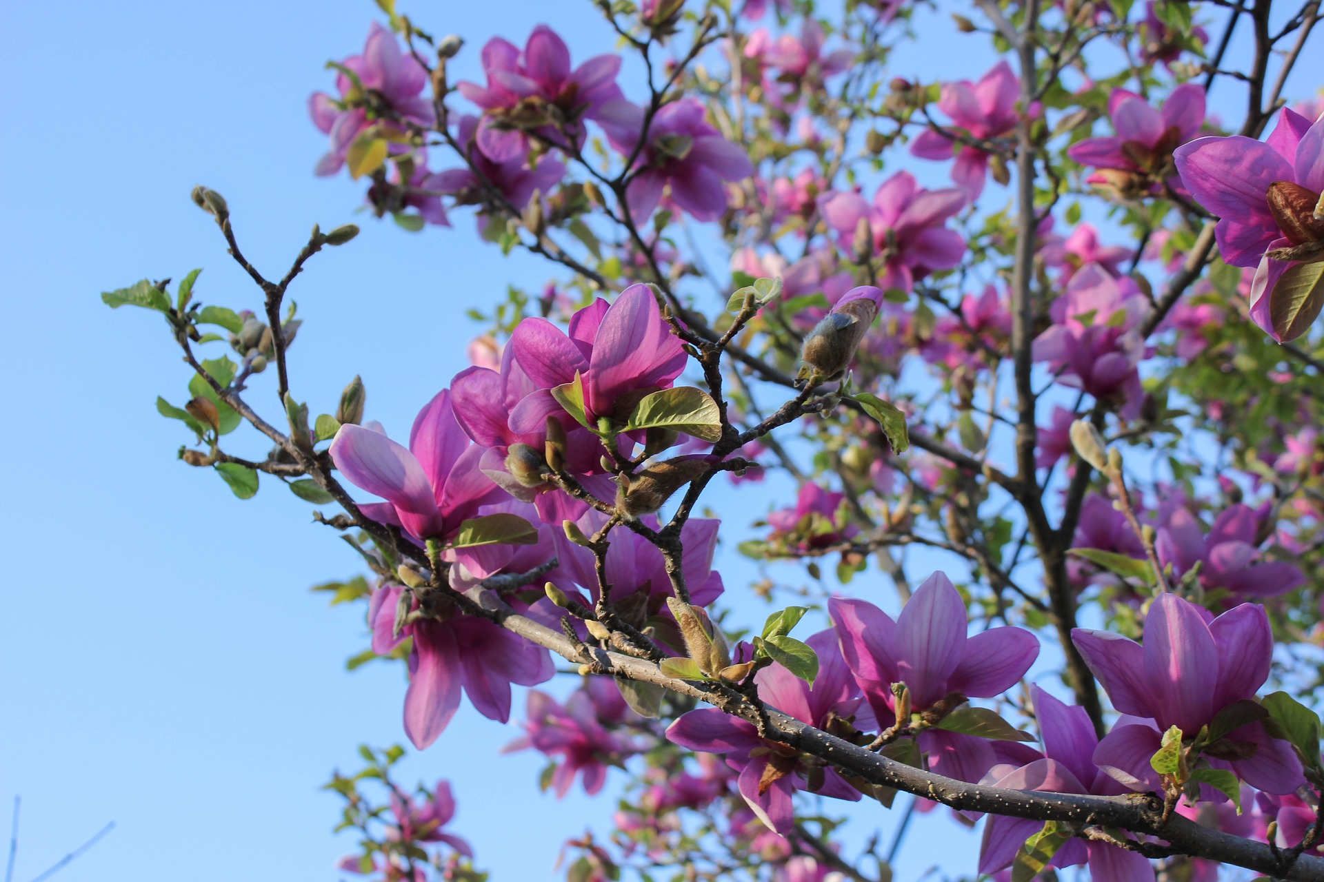 saucer-magnolia-997274-1920.jpg