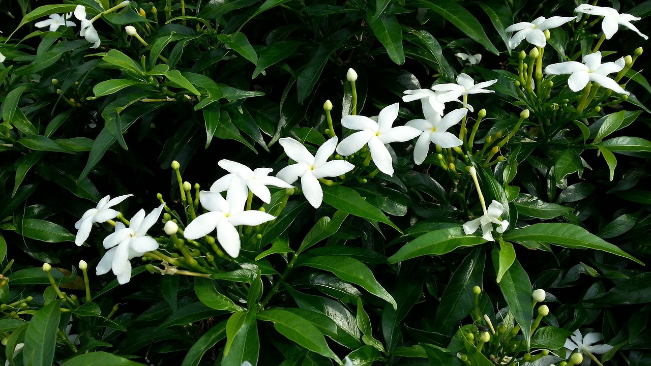 white-flowers-1197205-1280.jpg