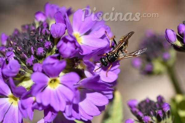 Di adiós a los insectos y disfruta de tu piscina