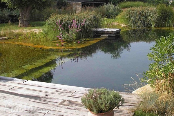 La depuración natural en piscinas ecológicas